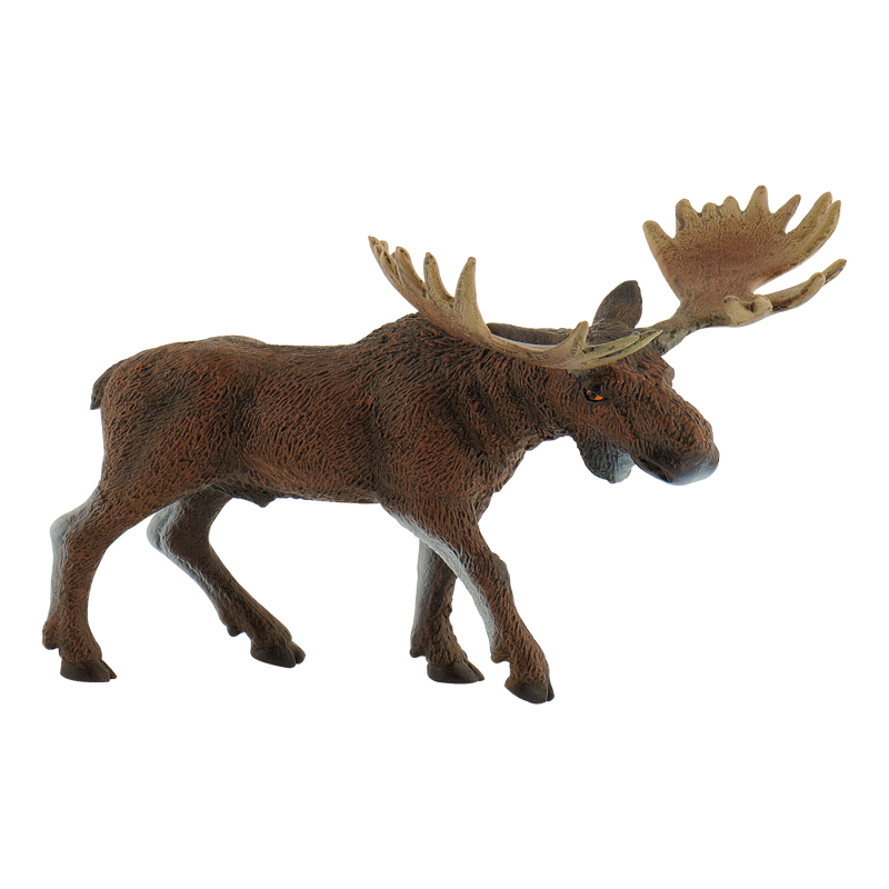Moose