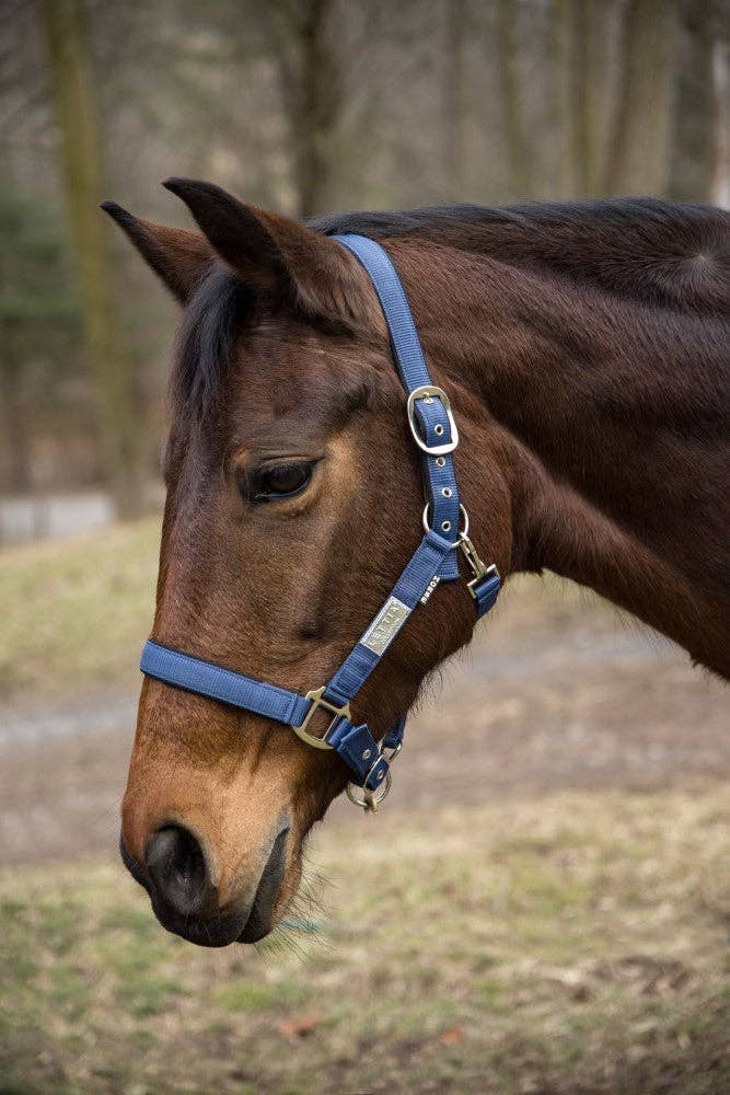 Lettia EquiFine Breakaway Halter, Cob - Oversized