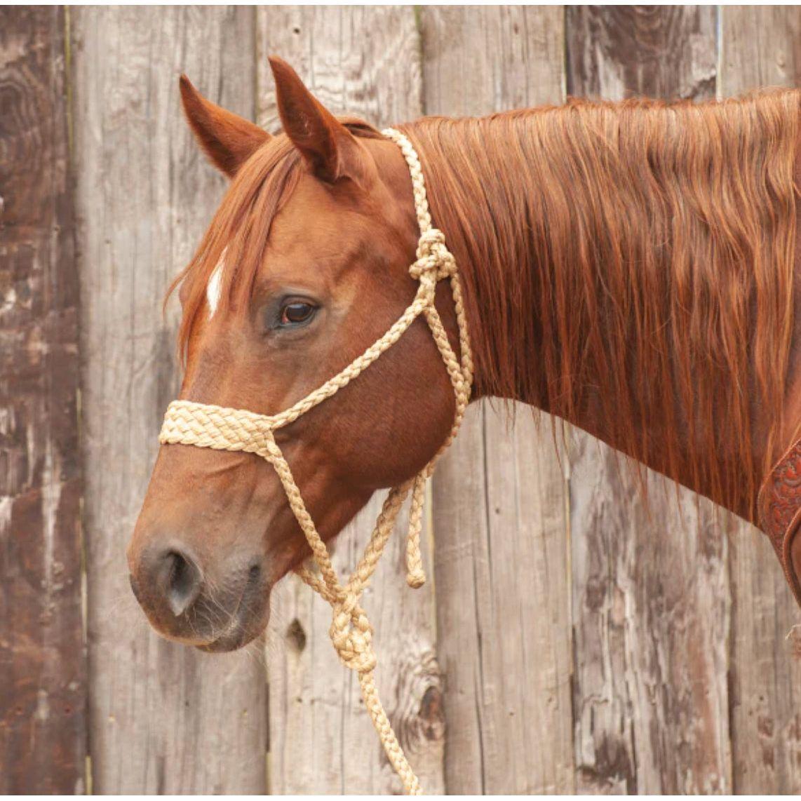 Classic Equine Wide Nose Halter, Mule Tape w/ Lead