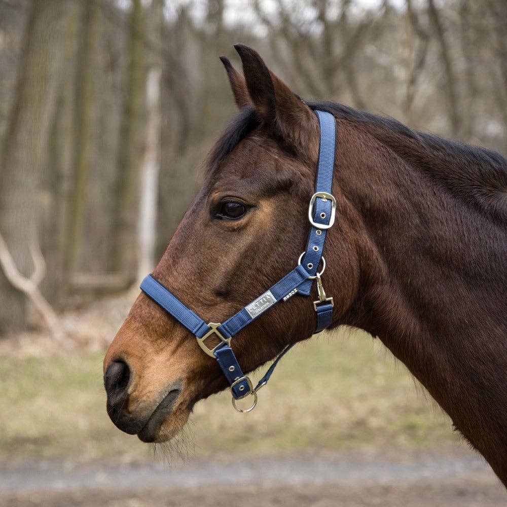 Lettia EquiFine Breakaway Halter, Cob - Oversized