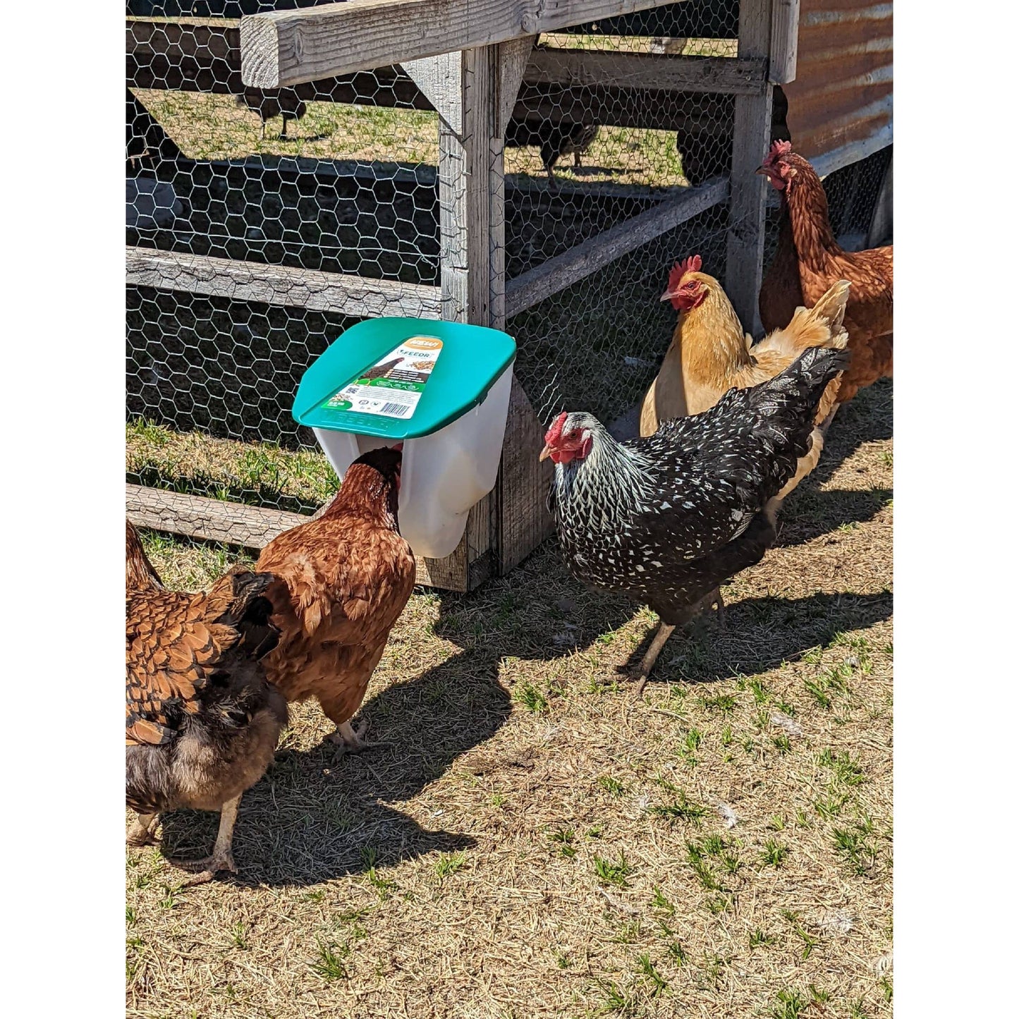 Chicken VFeedr No Waste Hanging Poultry Feeder 5-lbs