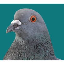 Bird's Choice Premium Pigeon Food 20kg
