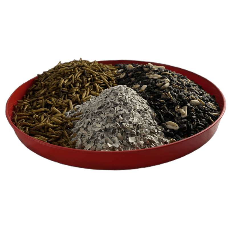 TBL Chick Feeder Tray TBLC35