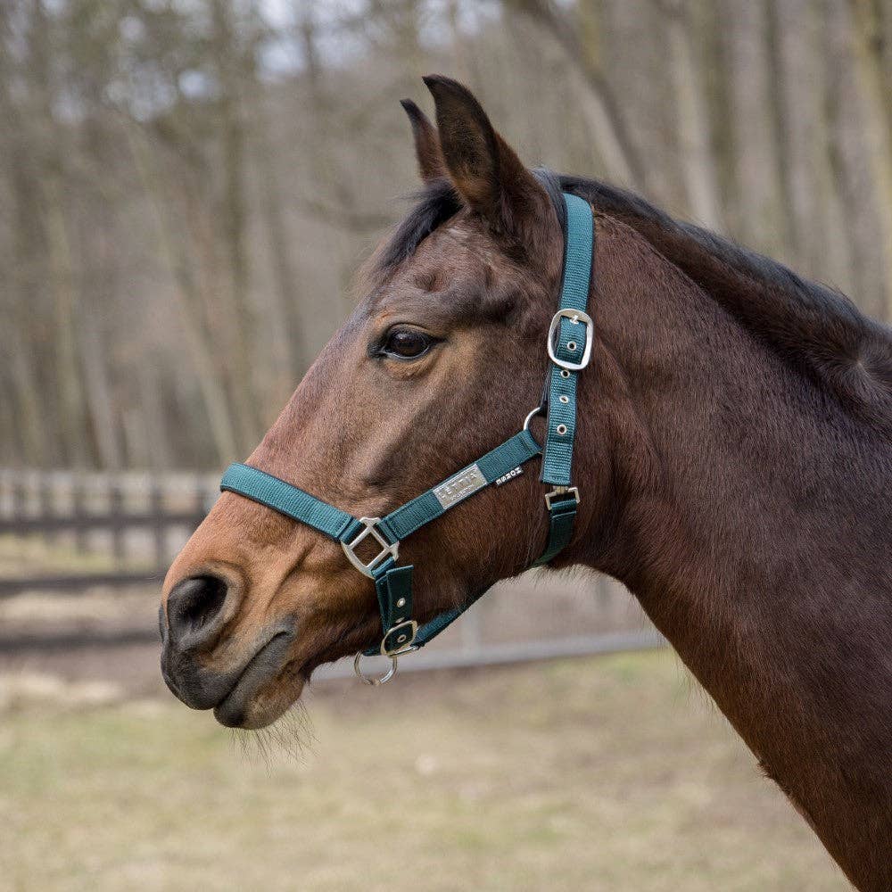 Lettia EquiFine Breakaway Halter, Cob - Oversized