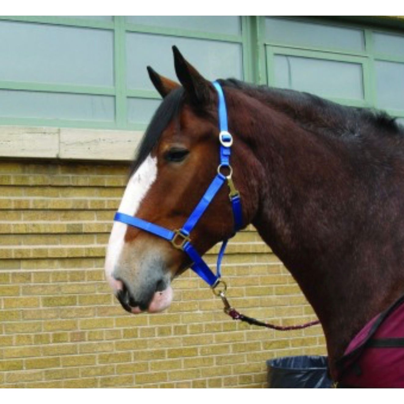 Cavalier Draft Horse Halter