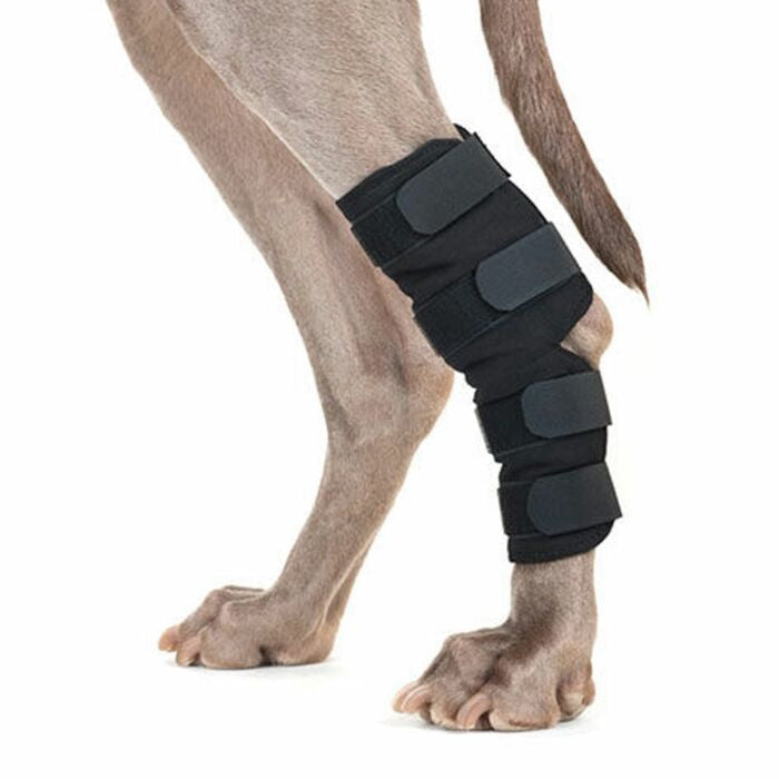 BACK ON TRACK Dog Hock Brace, pair – with 4 Self Fastening Straps