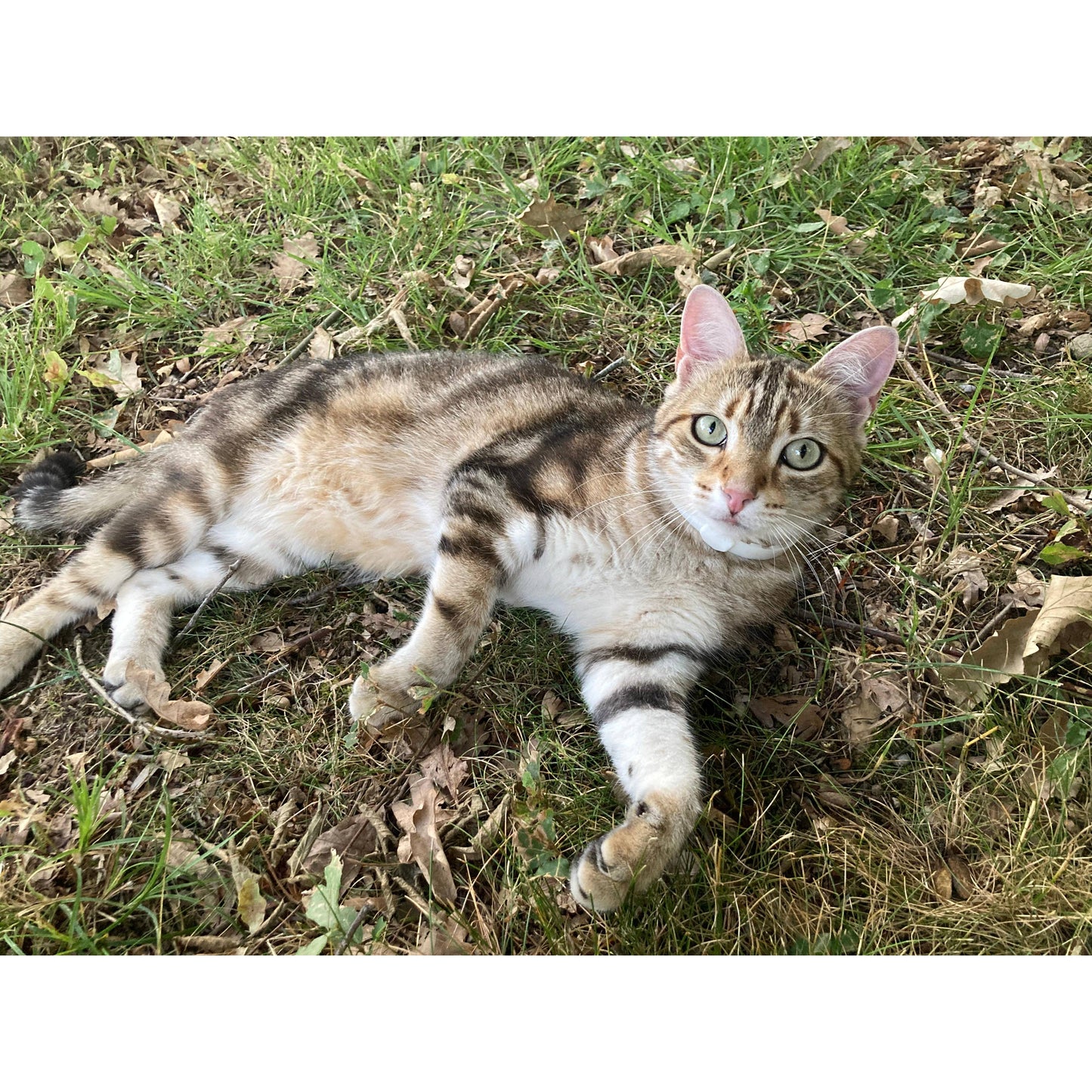 ALZOO - ALZOO Plant-Based Calming Collar for Cats, 30 Days