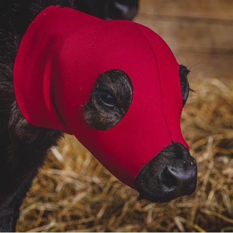 Bala-Calfa Extra Large