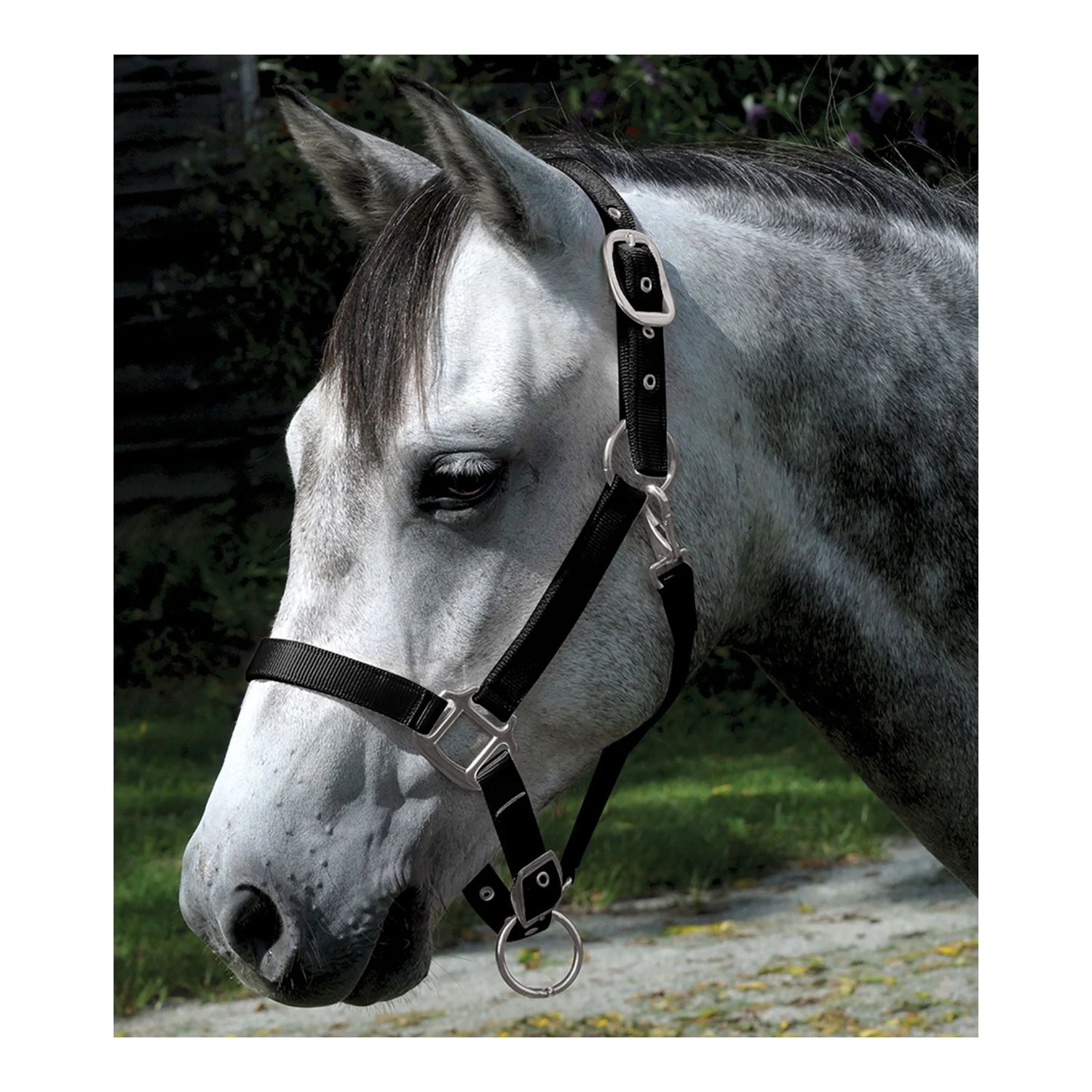 Horse Halter's