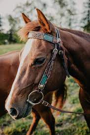 Headstalls, Bosals & Bridles