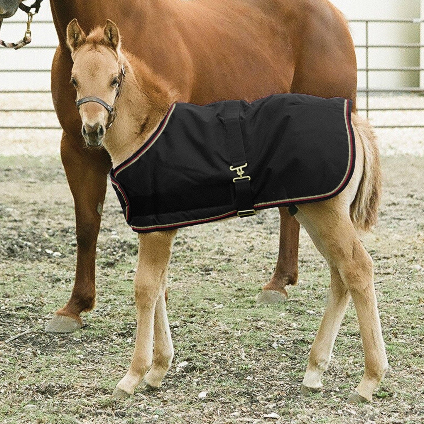 Kensington - 1200Denier Adjustable Foal "180G" Medium Weight Waterproof & Breathable Winter Turnout