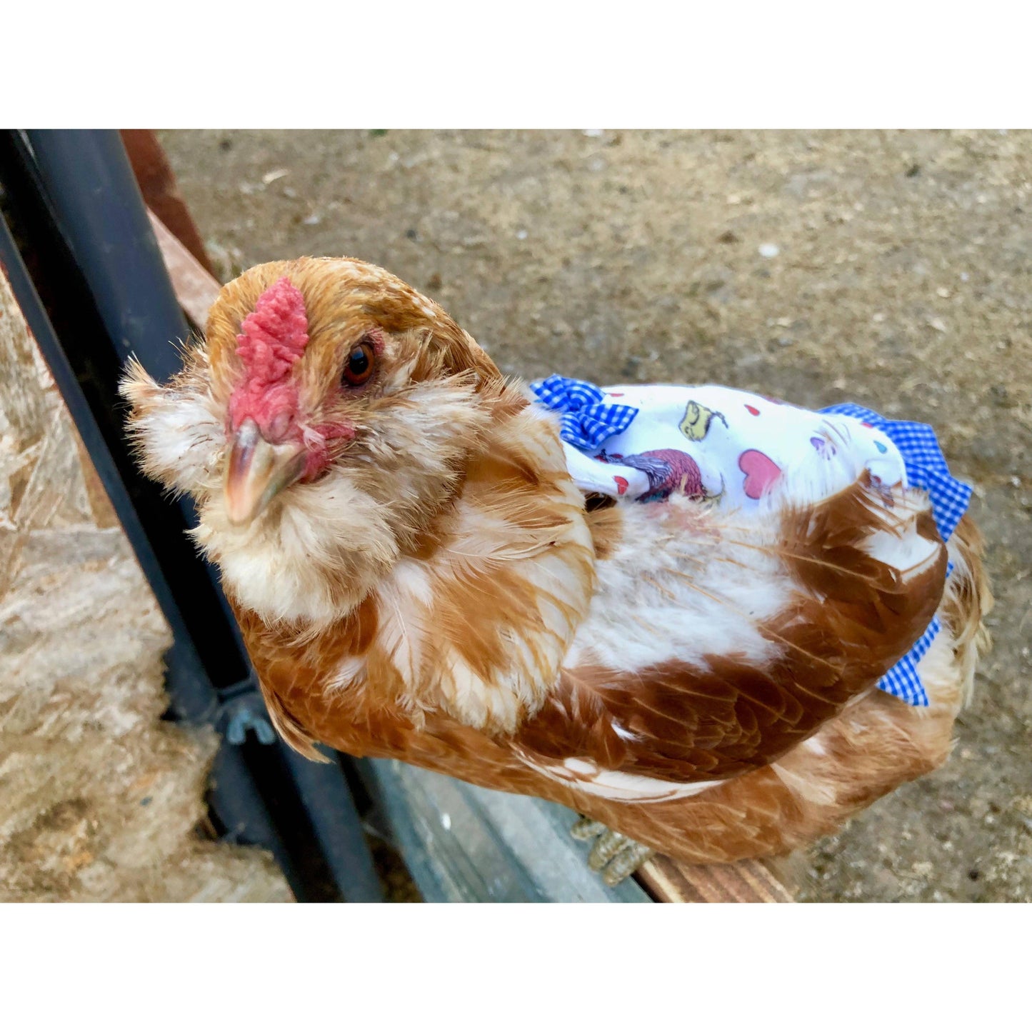 My Favorite Chicken - Hen Couture® Hen Saddle Apron Chicken Protection Outfit