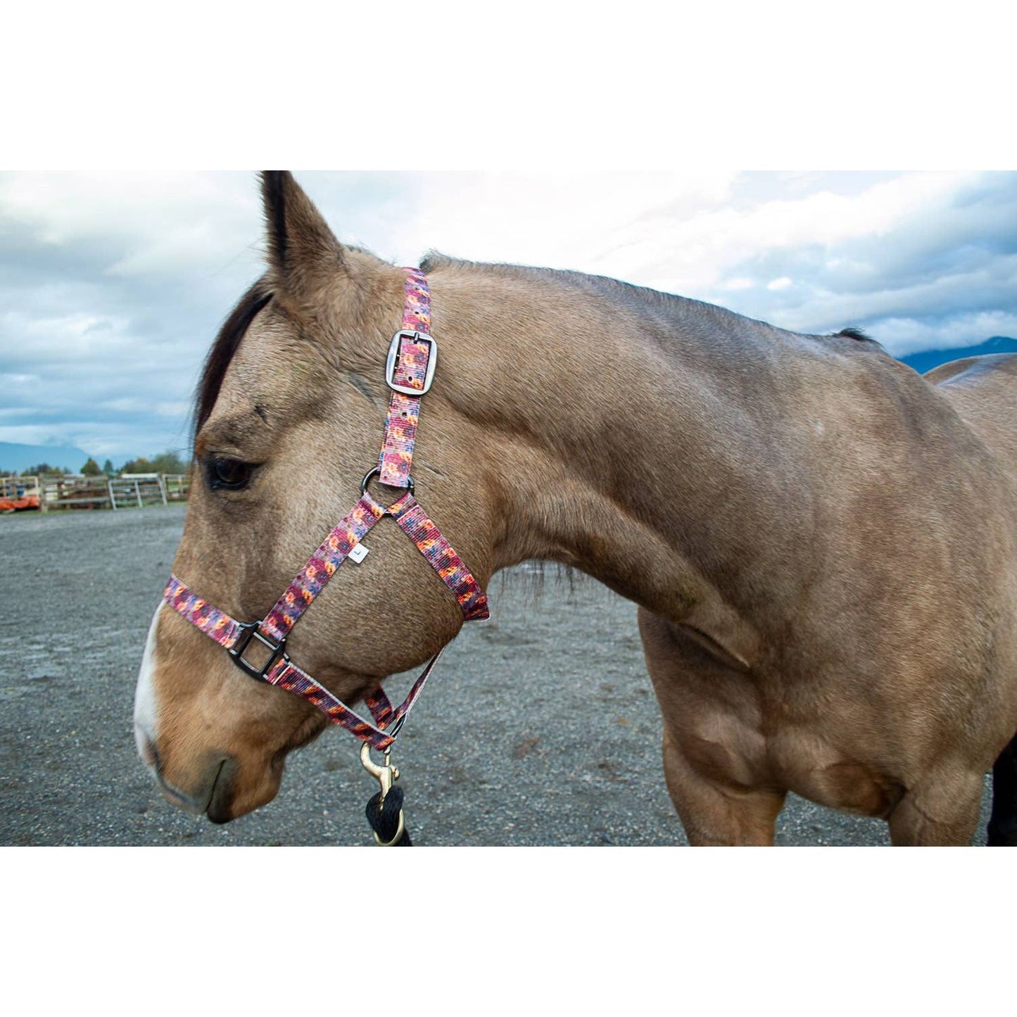 Nylon Halter - Horse Size