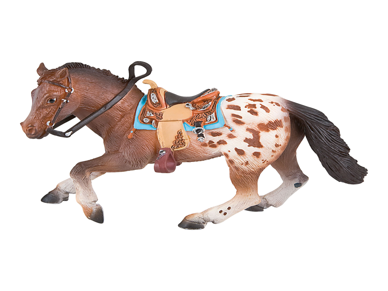 Appaloosa Stallion
