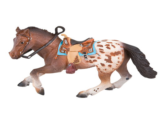 Appaloosa Stallion