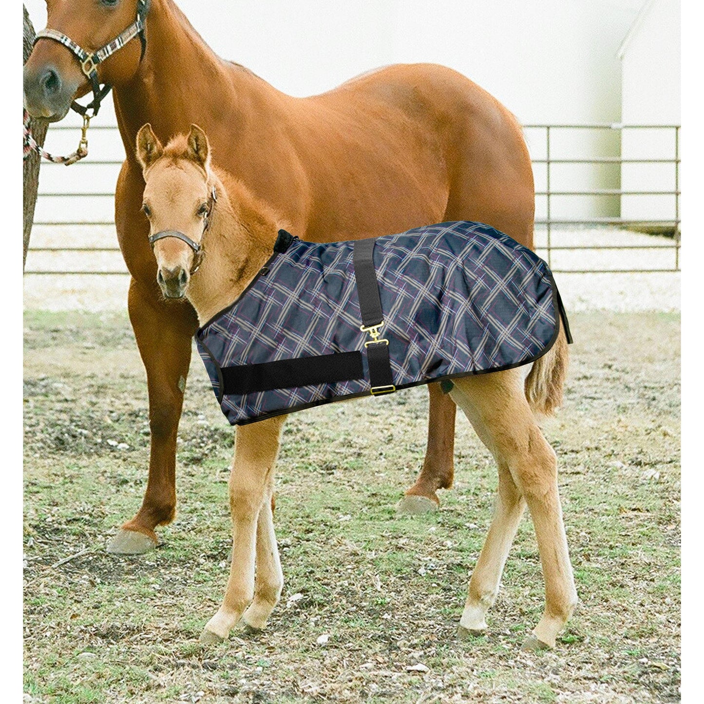 Kensington - 1200Denier Adjustable Foal "180G" Medium Weight Waterproof & Breathable Winter Turnout