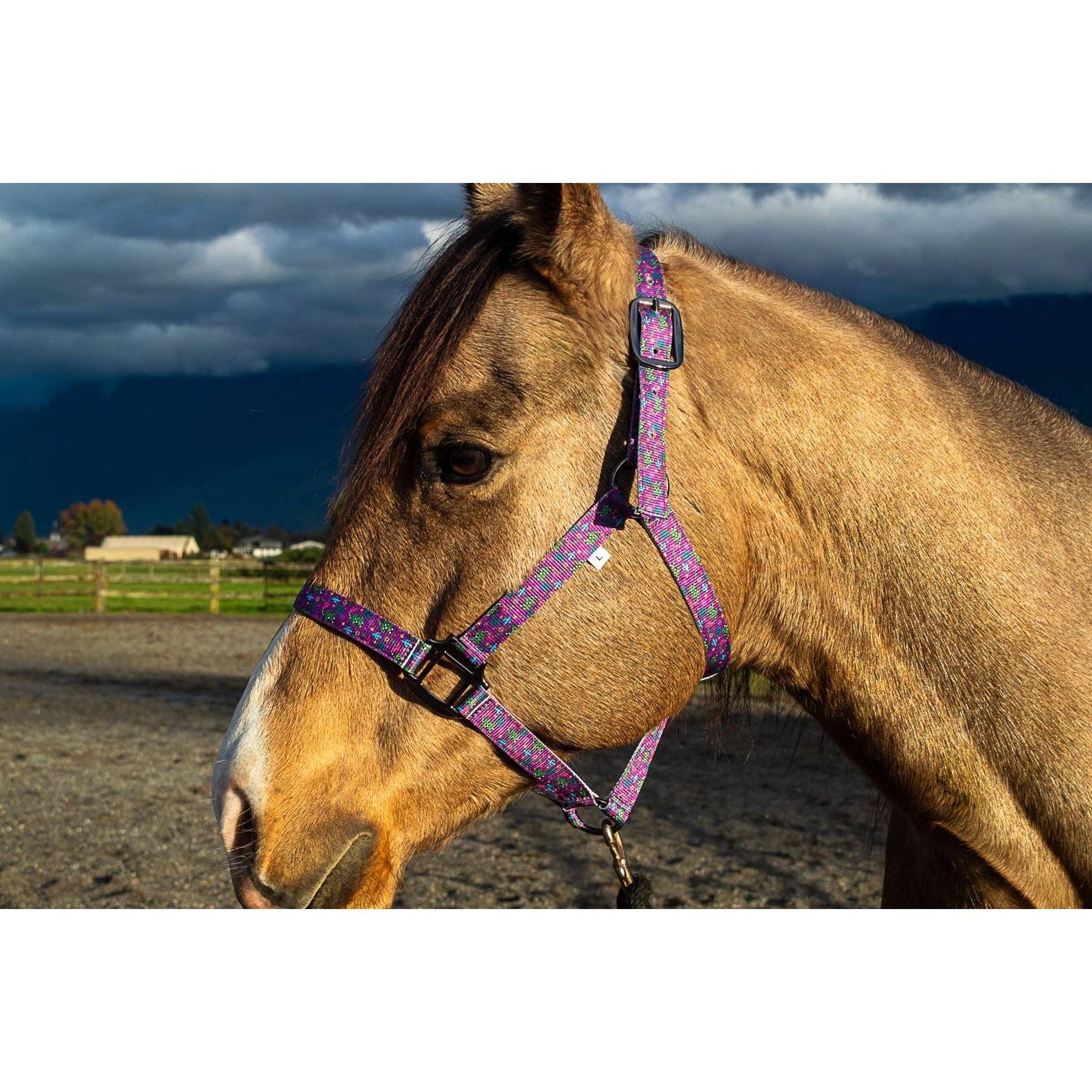 Nylon Halter - Horse Size
