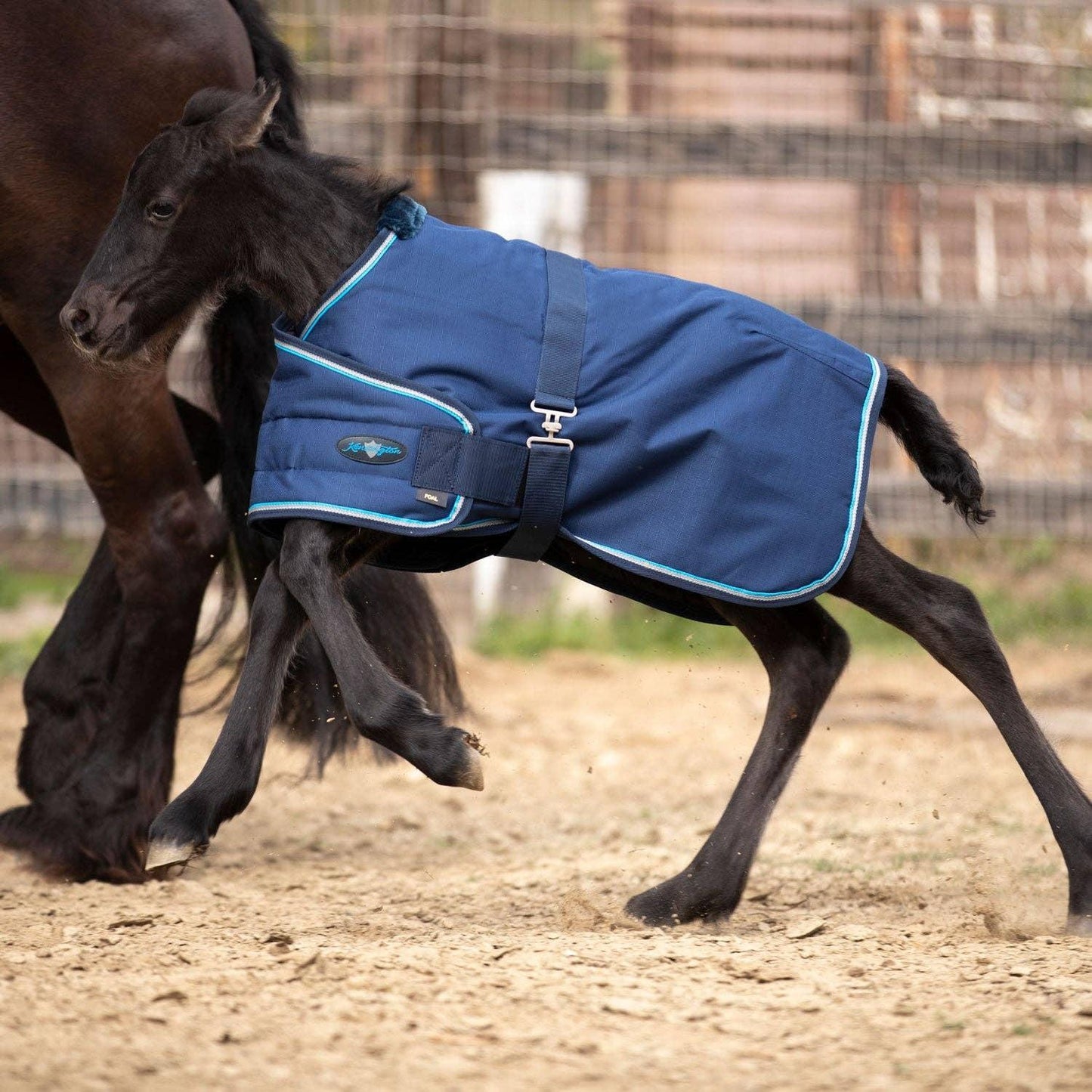 Kensington - 1200Denier Adjustable Foal "180G" Medium Weight Waterproof & Breathable Winter Turnout
