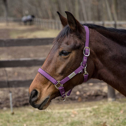 Lettia EquiFine Breakaway Halter, Cob - Oversized