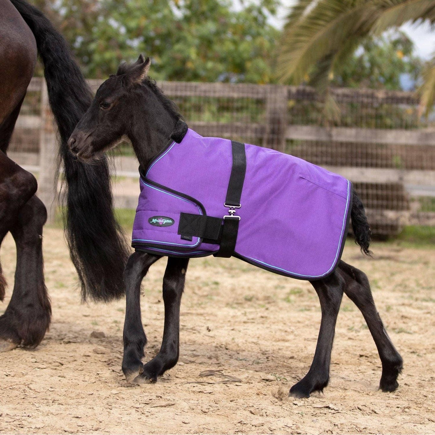 Kensington - 1200Denier Adjustable Foal "180G" Medium Weight Waterproof & Breathable Winter Turnout