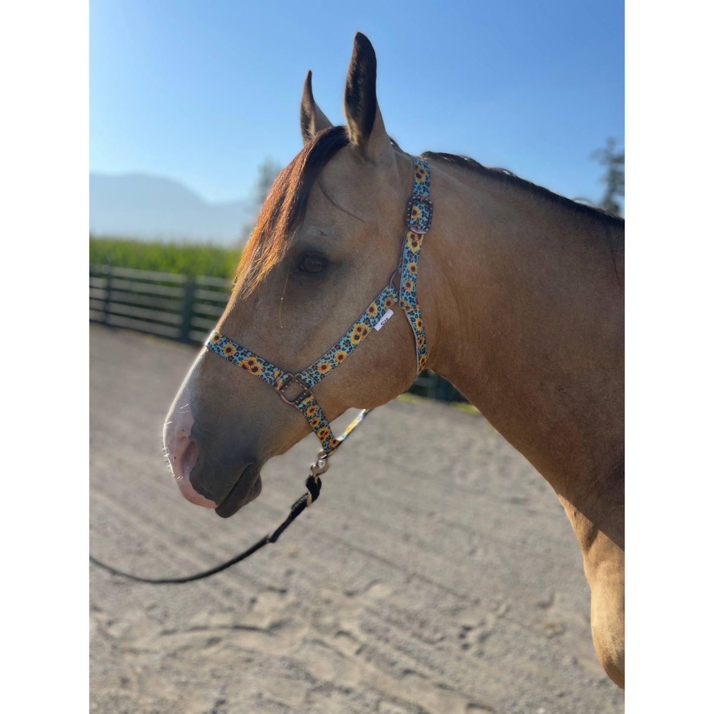 Nylon Halter - Horse Size