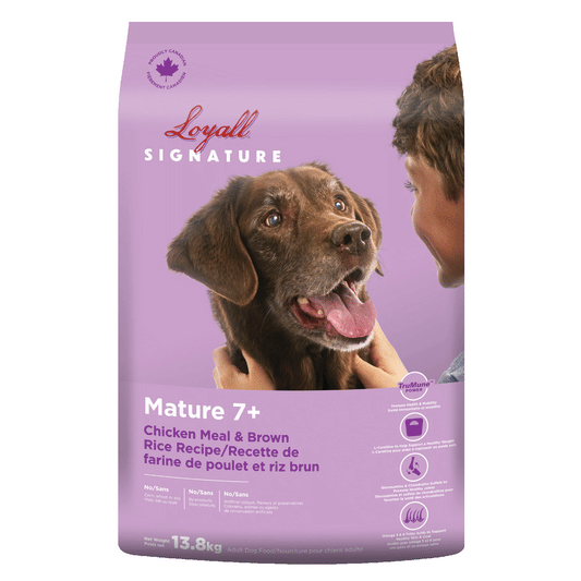 Loyall Mature Dog