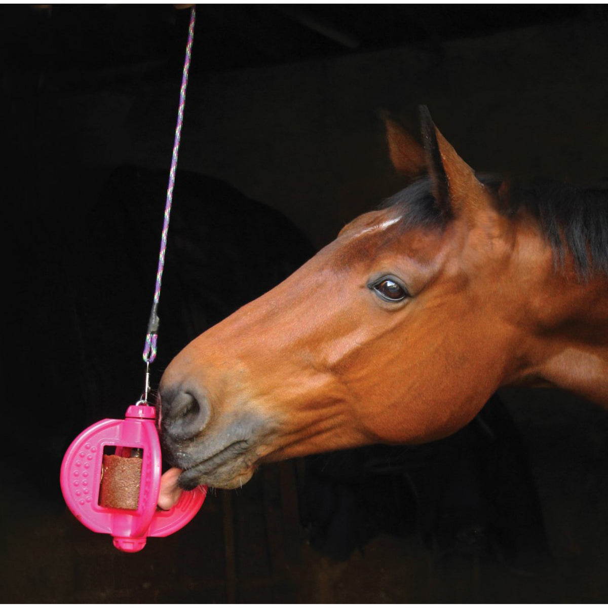 BIZZY HORSE BIZZY BALL