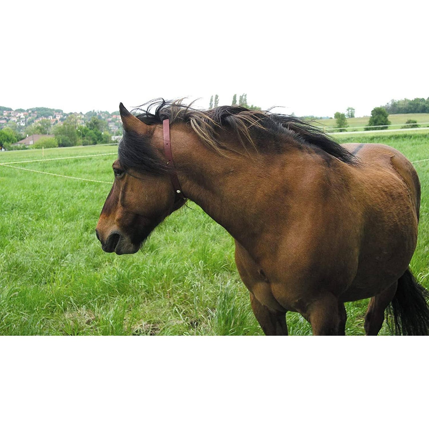 ALZOO - ALZOO™ Herbal Horse Collar