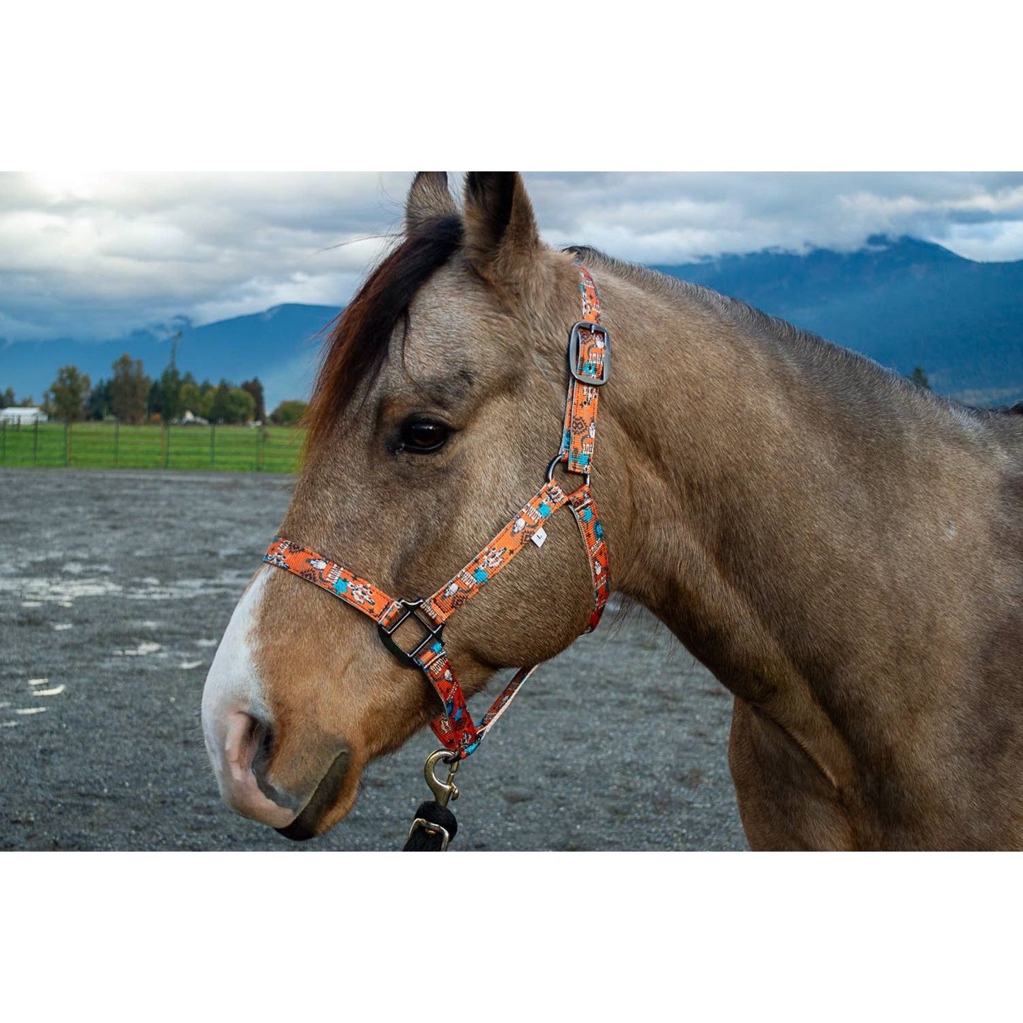 Nylon Halter - Horse Size