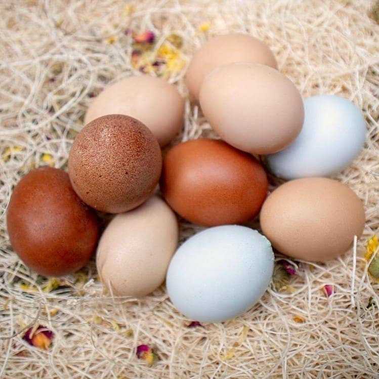 My Favorite Chicken - Nest Box Herbs for Hens, Organic, Non-GMO 6-oz