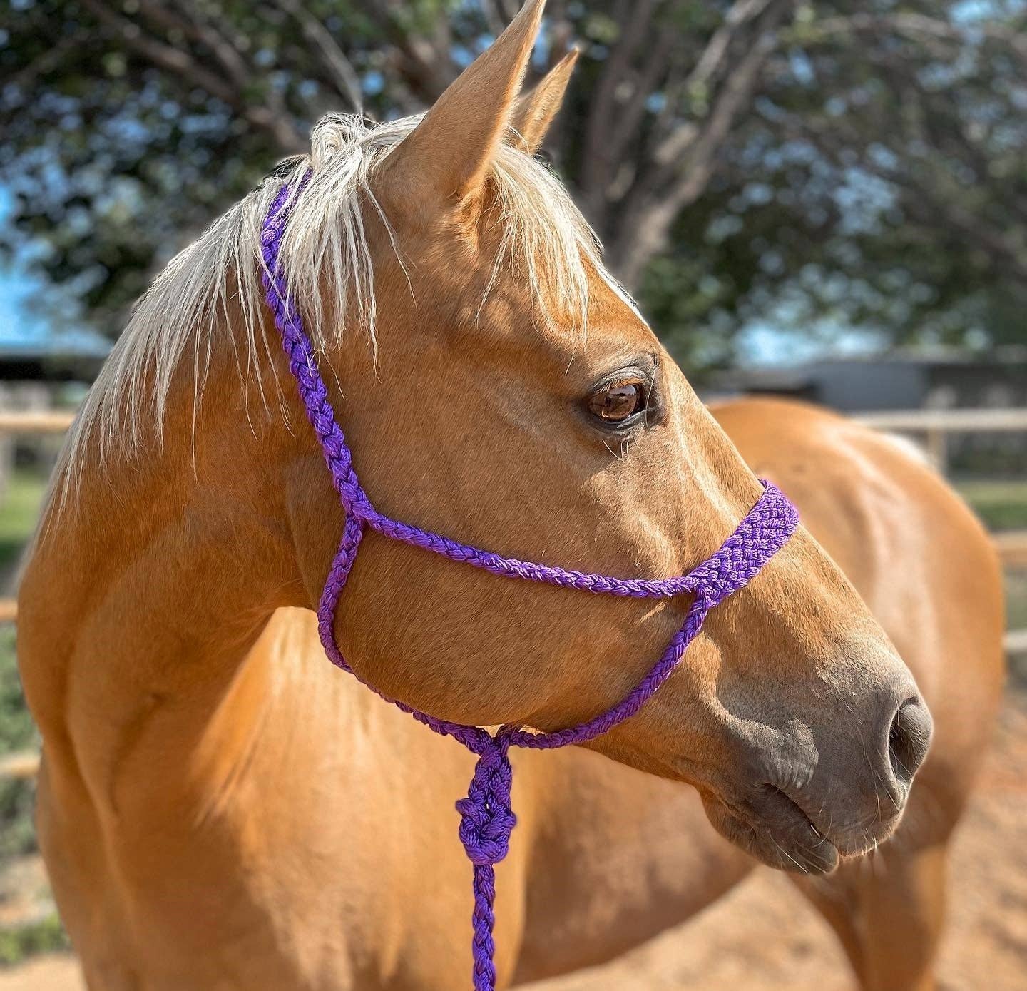 Rodeo Drive - Mule Tape Halters - Assorted Colors - Lime Option