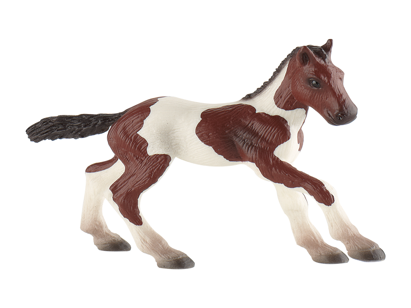Paint Horse Foal