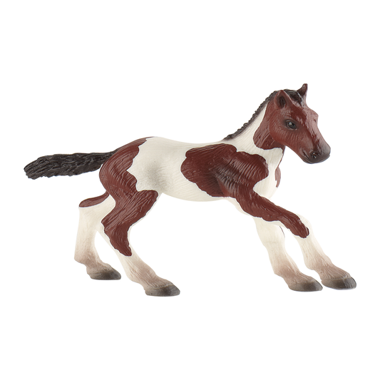 Paint Horse Foal