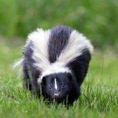 Skunk Plus Pet Deodorizer 16 oz