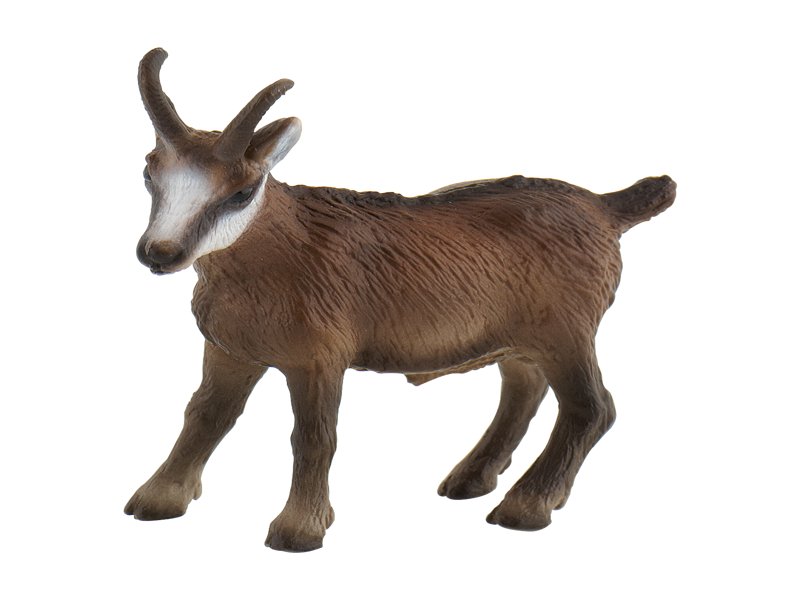 Chamois