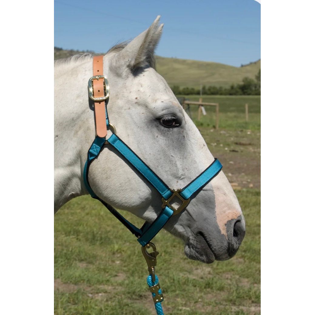 Burwash Breakaway Halter Horse