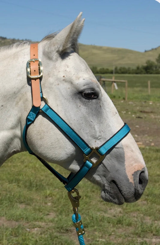 Burwash Breakaway Halter Horse