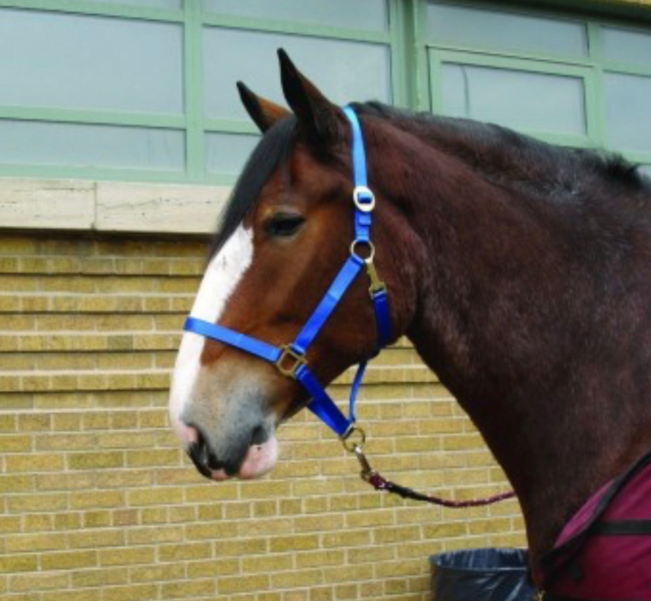 Cavalier Draft Horse Halter