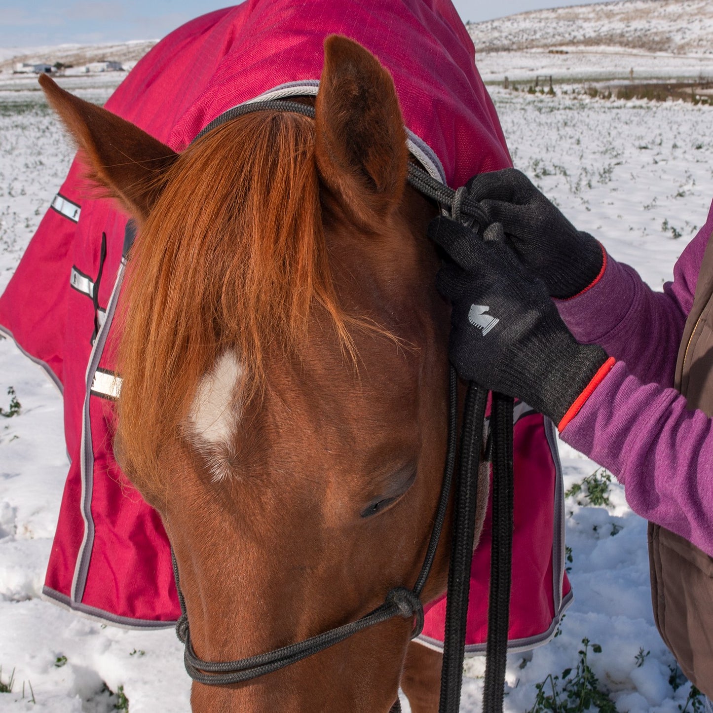 Classic Equine Winter Barn Gloves black- BGLOVEBK