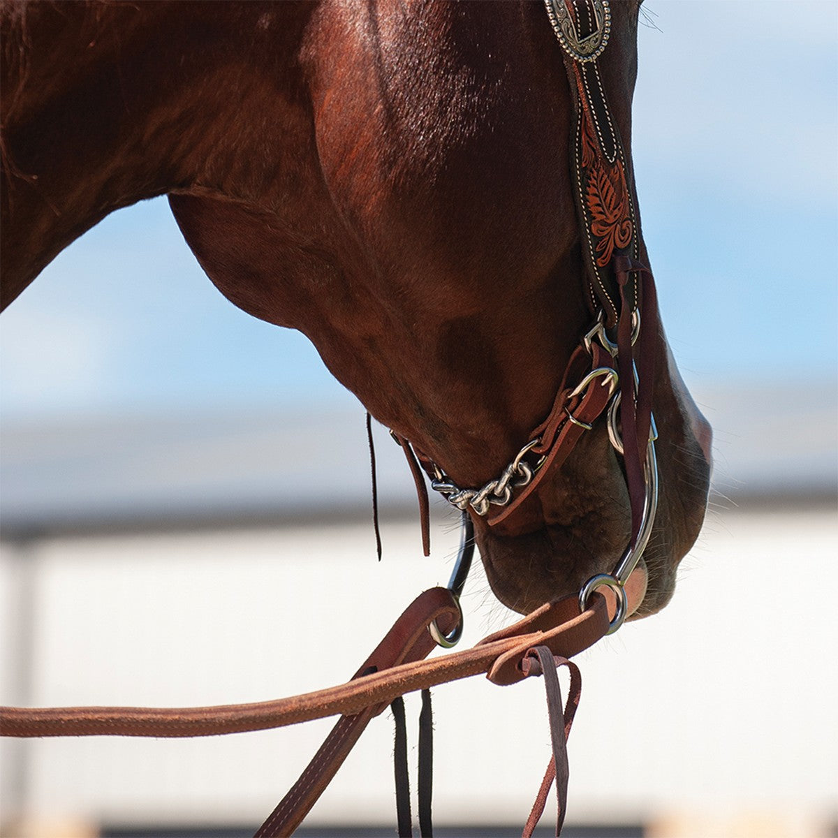 Martin Saddlery Curb Strap - Latigo Leather & 5 Link Chain CSLC5