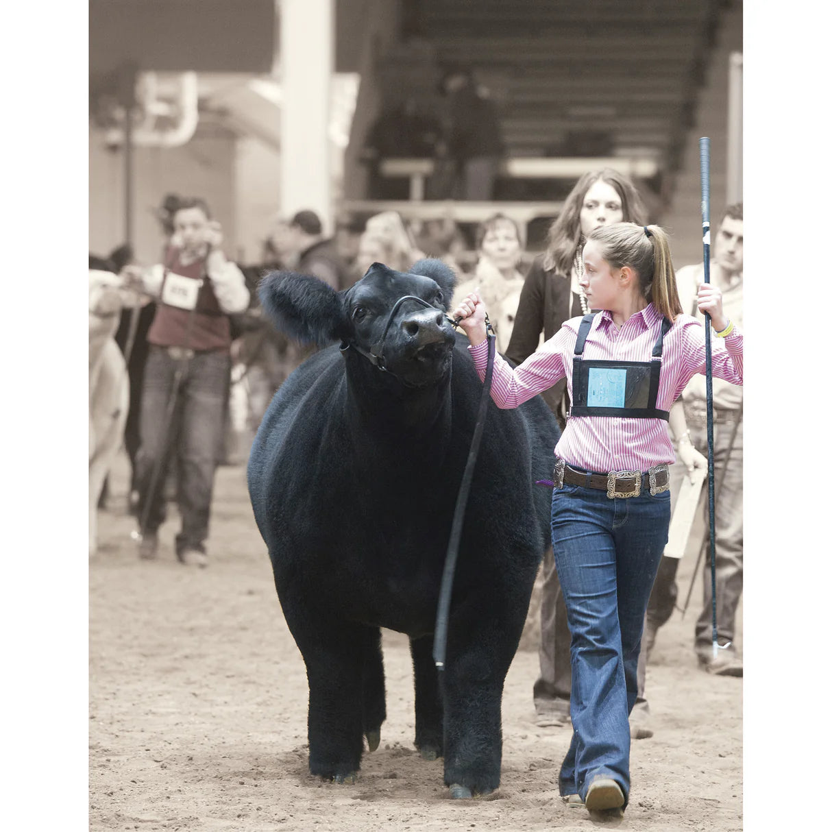 Weaver Show Halter, Black Magic, Large 80401-60