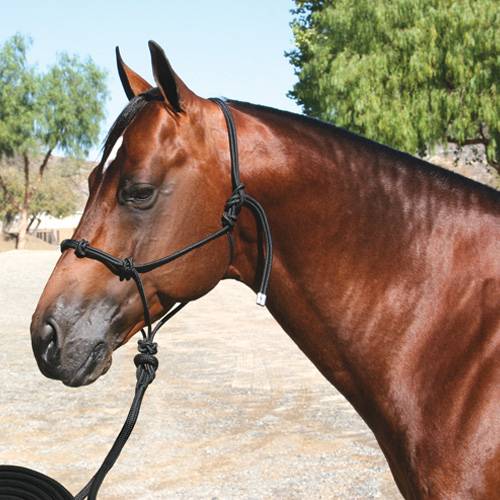 Professional’s Choice Clinician Halter 15’ Lead Black HRC-BLA