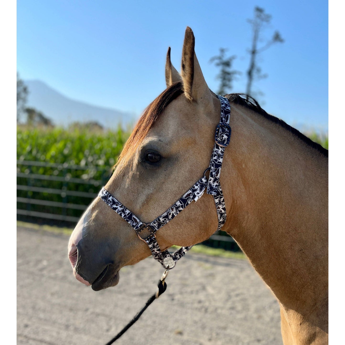 Nylon Halter - Horse Size