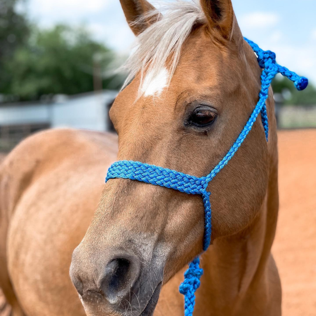 Rodeo Drive - Mule Tape Halters - Assorted Colors - Lime Option