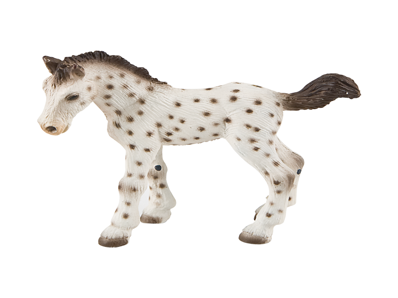 Knabstrupper Foal