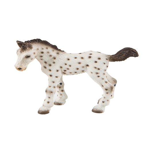 Knabstrupper Foal