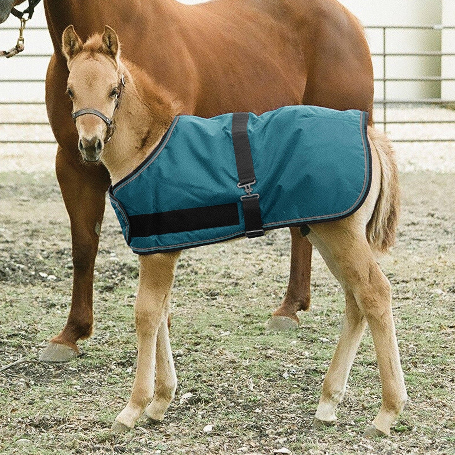Kensington - 1200Denier Adjustable Foal "180G" Medium Weight Waterproof & Breathable Winter Turnout