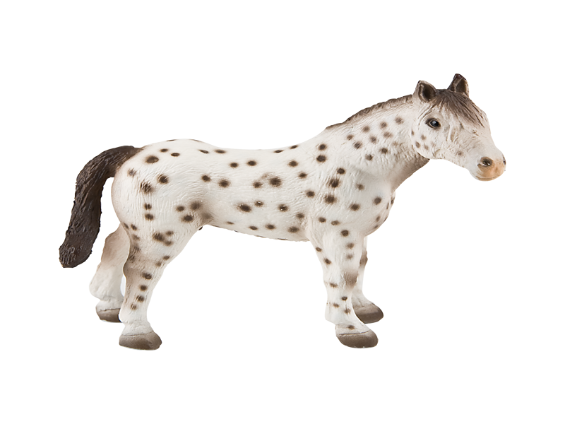 Knabstrupper Stallion