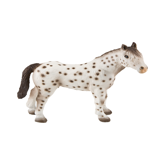 Knabstrupper Stallion