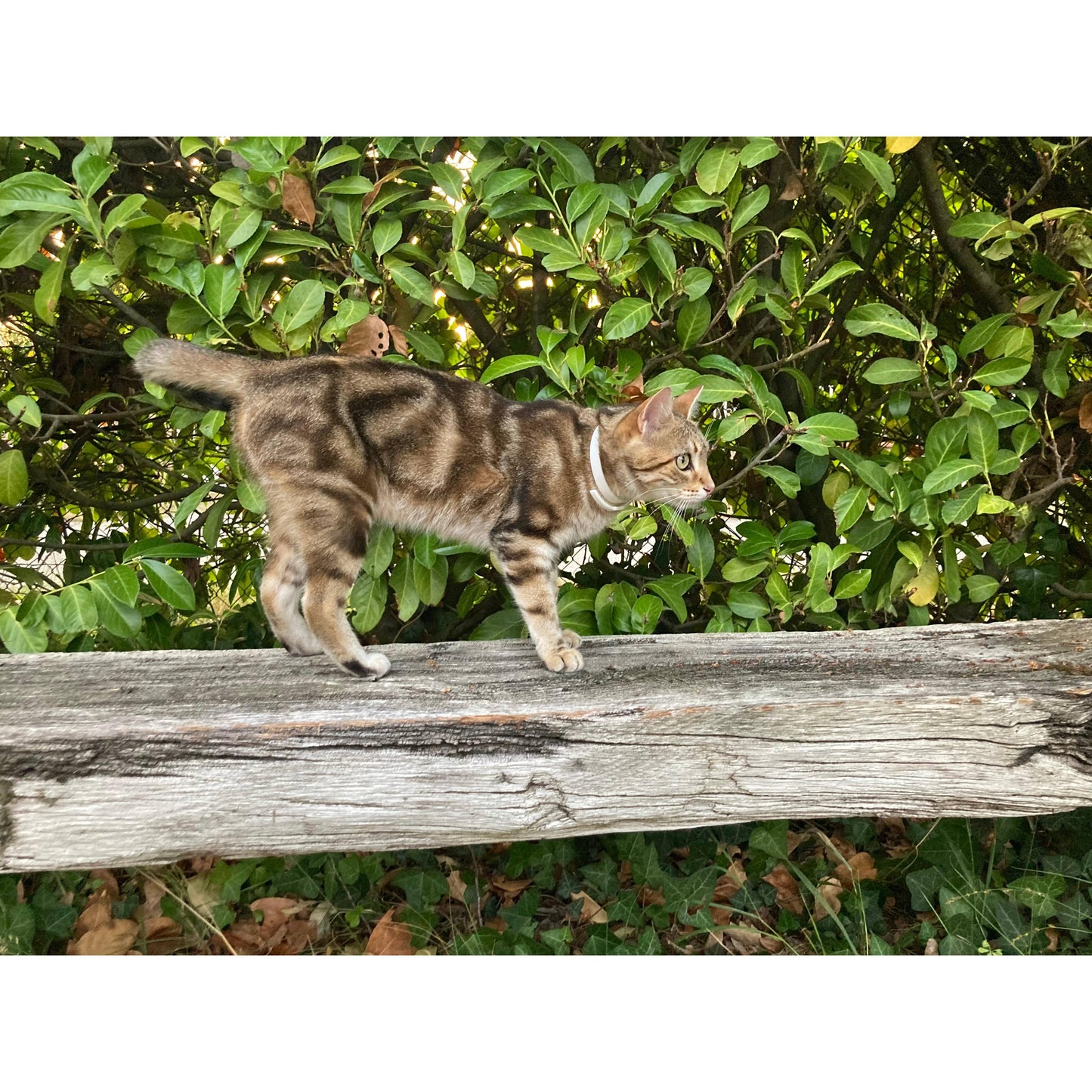 ALZOO - ALZOO Plant-Based Calming Collar for Cats, 30 Days